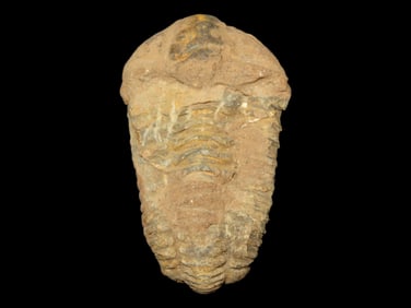 3 3/4' Large Detailed Trilobite, 100 million years old