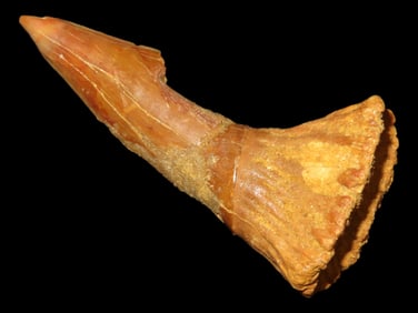 2 1/2' Dinosaur Tooth