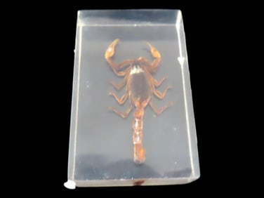 Stabilized Insect Specimen with Chinese Scorpion, Northern China