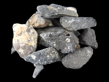 Collection of Fossil Whale Bone Found off the Coast of Florida, Millions of Years Old