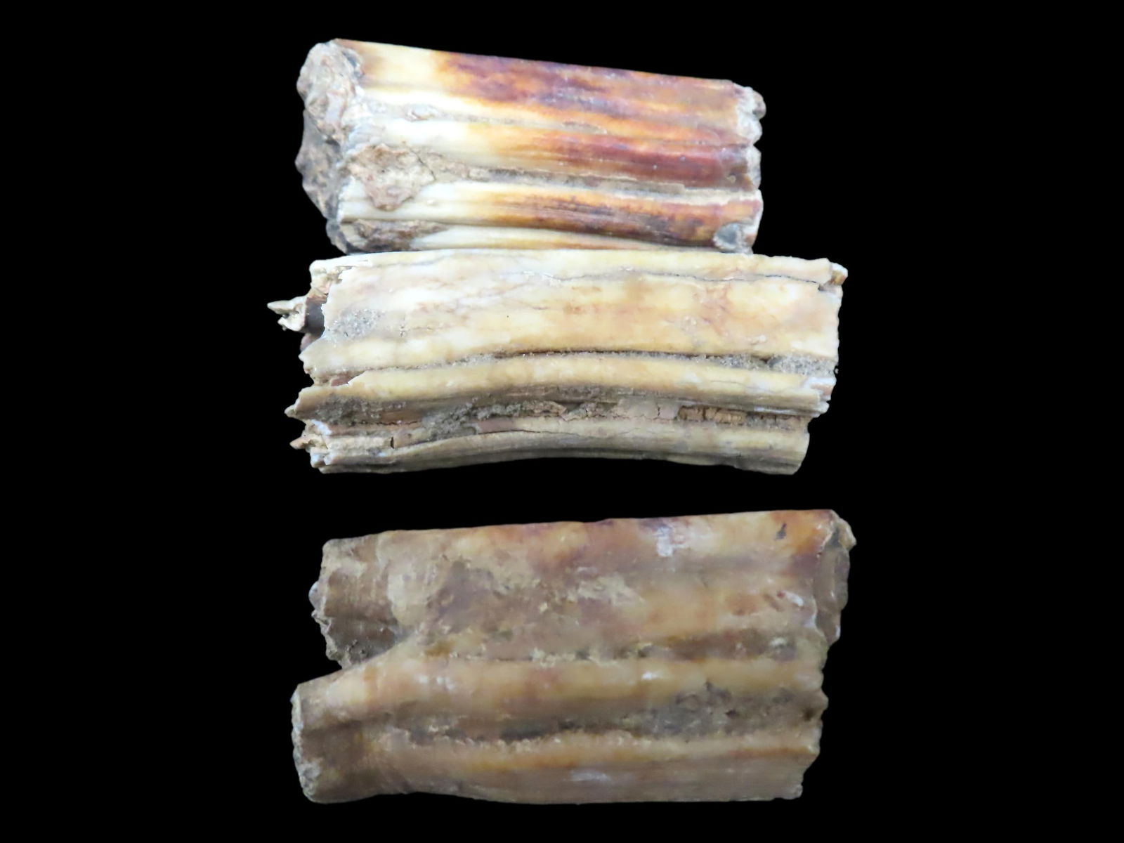 Set of Fossil Teeth Found in Rivers/Streams of North East Missouri: Set of Fossil Teeth Found in Rivers/Streams of North East Missouri