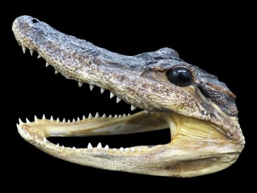 Small Preserved Alligator Head