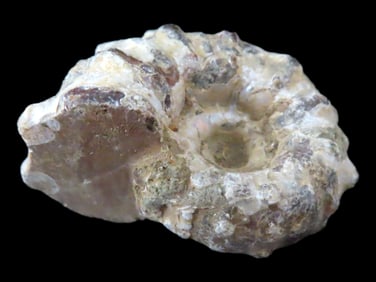Tractor Ammonite Fossil, Douvilleiceras, Mid-Late Cretaceous