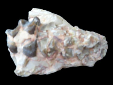 Fossil Mammal Tooth/Jaw Bone, Cretaceous Period, 65/66 Million Y/O