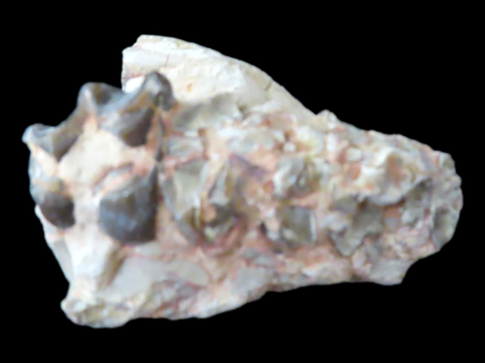 Fossil Mammal Tooth/Jaw Bone, Cretaceous Period, 65/66 Million Y/O: Fossil Mammal Tooth/Jaw Bone, Cretaceous Period, 65/66 Million Y/O