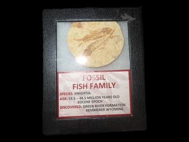 Knightia Fossil Fish Family, 53.5-48.5 Million Years Old Eocene Epoch, Green River Formation, Kemmer