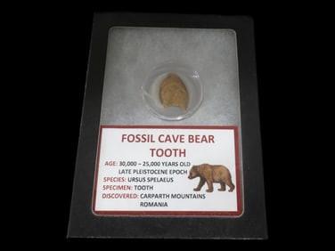 Fossil Cave Bear Tooth, 30,000-25,000 Years Old, Late Pleistocene Epoch, Ursus Spelaeus, Carparth Mo