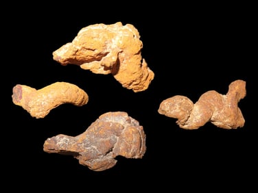 Coprolite Fossil Dinosaur Poop, 100 Million Years Old, Madagascar