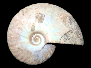 Knightia Fish Fossil, Green River Formation, WY, 53.5-48.5 Million Years Old