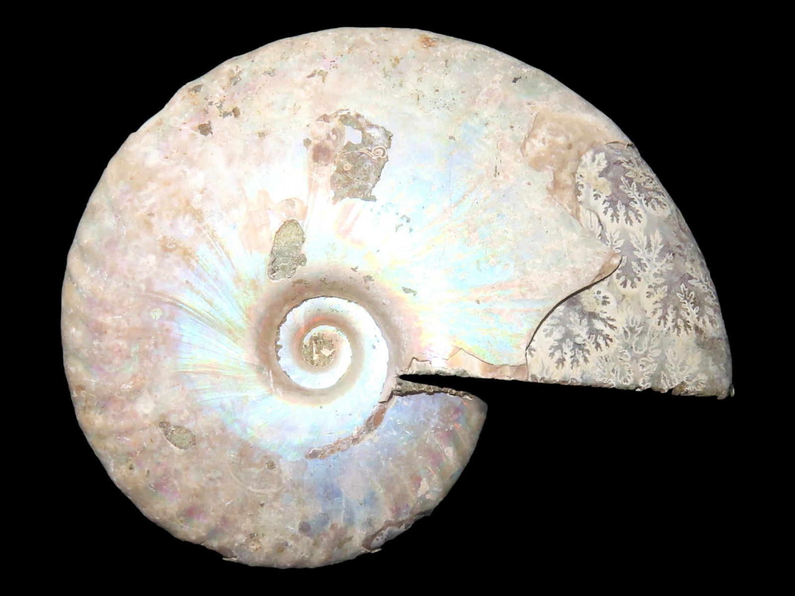 Knightia Fish Fossil, Green River Formation, WY, 53.5-48.5 Million Years Old: Knightia Fish Fossil, Green River Formation, WY, 53.5-48.5 Million Years Old