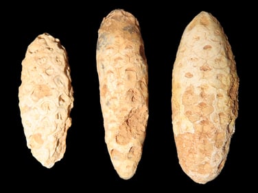 Fossil Pine Cone Set of 3, 45 Million Years Old