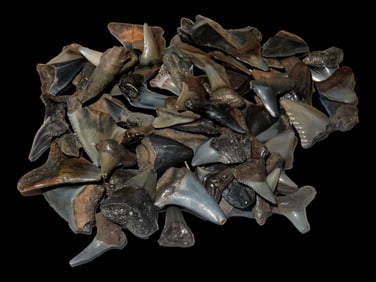 Grouping of Fossil Shark Teeth Found Peace River Arcadia, Florida