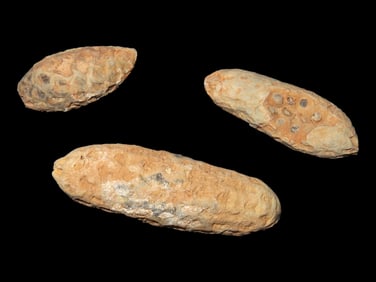 Fossil Pine Cone Set of 3, 45 Million Years Old