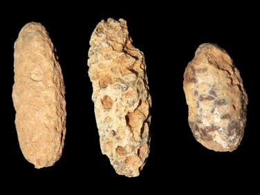 Fossil Pine Cone Set of 3, 45 Million Years Old