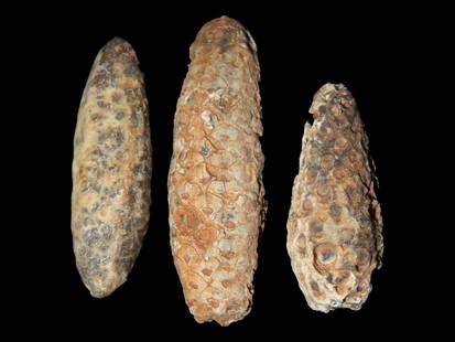Fossil Pine Cone Set of 3, 45 Million Years Old: Fossil Pine Cone Set of 3, 45 Million Years Old