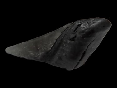 Megalodon Shark Tooth Fossil, South Carolina