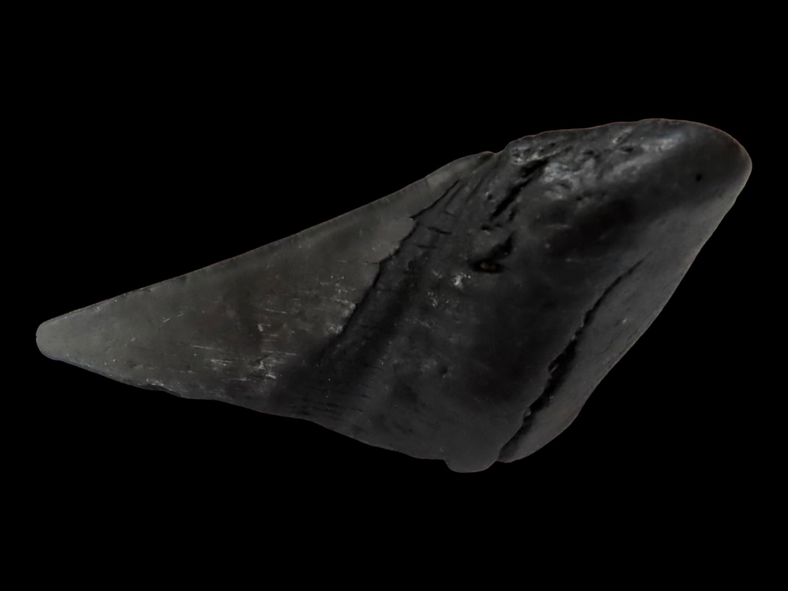 Megalodon Shark Tooth Fossil, South Carolina: Megalodon Shark Tooth Fossil, South Carolina