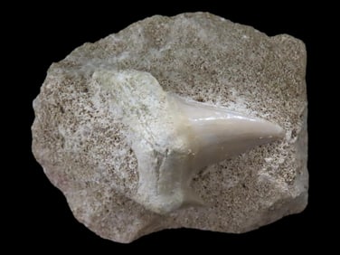 Fossilized Stone with Tooth Inlay