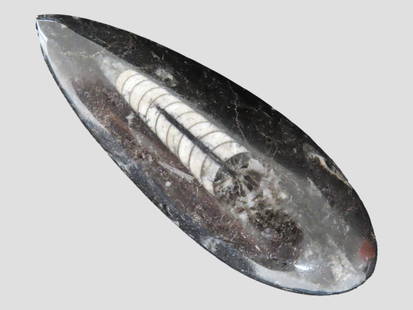 400 Million Years Old Polished Orthoceras Fossil, Devonian Period, Atlas Mountains, Morocco: 400 Million Years Old Polished Orthoceras Fossil, Devonian Period, Atlas Mountains, Morocco