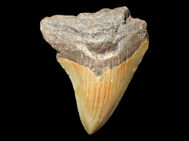 Misc. Fossilized Tooth