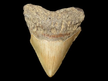 Misc. Fossilized Tooth