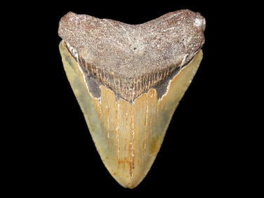 Misc. Fossilized Tooth