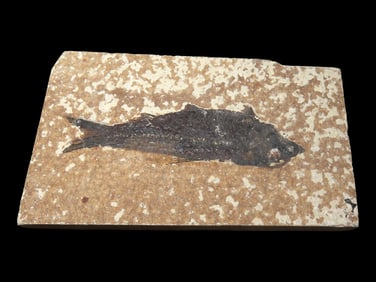 Knightia Fish Fossil, Green River Formation, WY, 53.5-48.5 Million Years Old
