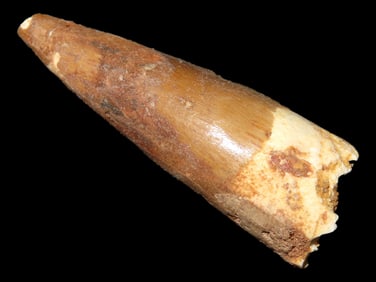 Spinosaurus Spinosaurus Dinosaur Tooth Fossil, Late Cretaceous, Kem Kem Beds, Morocco