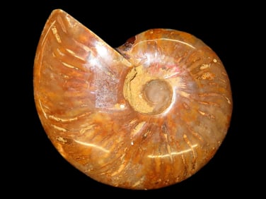 514 gram, 5' Diameter, Dinosaur Age Ammonite Fossil, Found in Madagascar, Nicely Polished for Displa