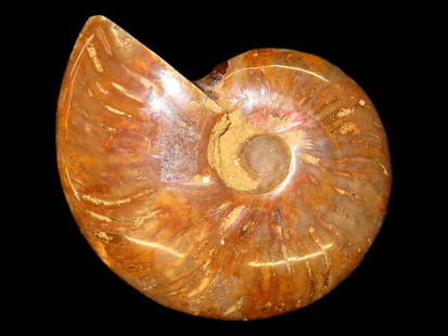 514 gram, 5" Diameter, Dinosaur Age Ammonite Fossil, Found in Madagascar, Nicely Polished for Displa: 514 gram, 5" Diameter, Dinosaur Age Ammonite Fossil, Found in Madagascar, Nicely Polished for Display