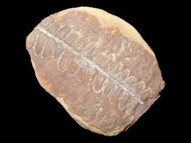 Mazon Creek Fossil Ferns, Southern IL