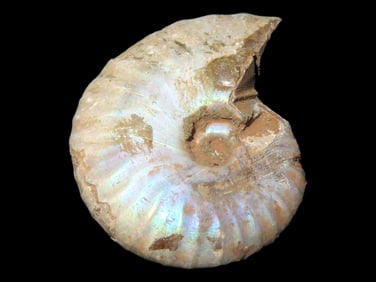 Iridescent Ammonite Fossil