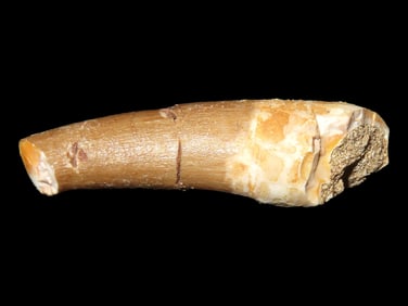 Plesiosaur Fossil, Dinosaur Tooth, Cretaceous, 100 Million Y/O