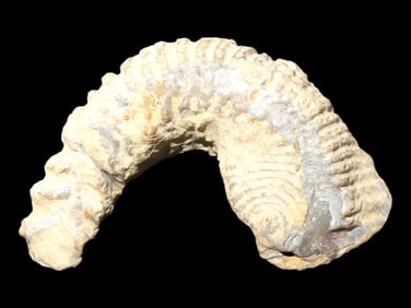 ZigZag Oyster Fossil