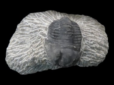 Proteus Trilobite, proetida trilobite, Devonian, 350-400 Million Y/O