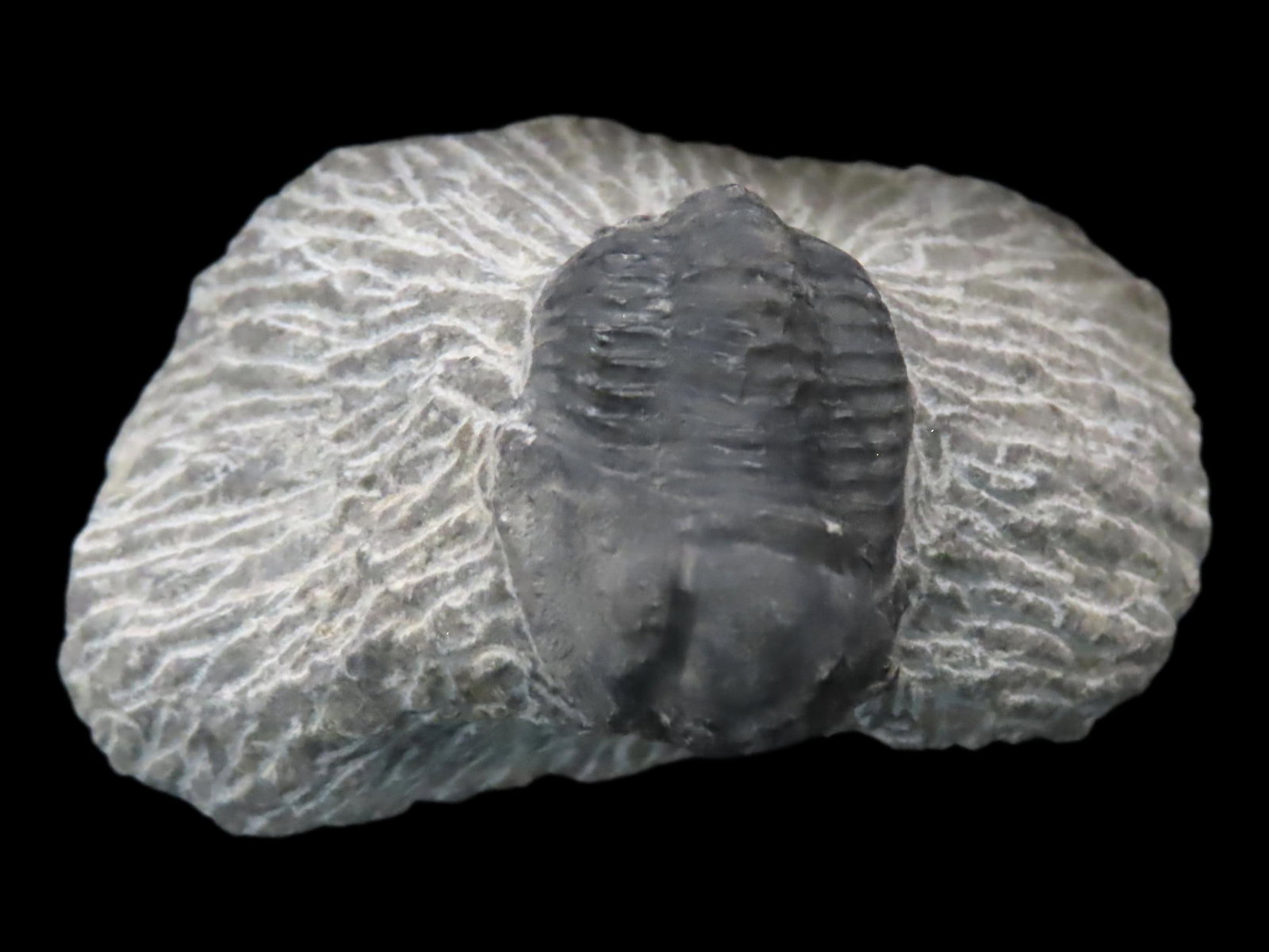 Proteus Trilobite, proetida trilobite, Devonian, 350-400 Million Y/O: Proteus Trilobite, proetida trilobite, Devonian, 350-400 Million Y/O