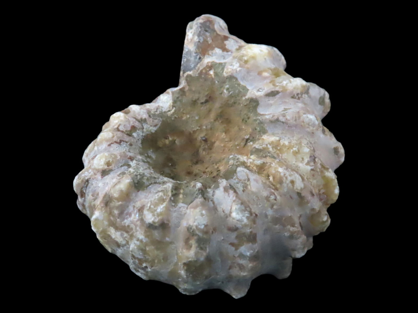 Tractor Ammonite Fossil, Douvilleiceras, Mid-Late Cretaceous: Tractor Ammonite Fossil, Douvilleiceras, Mid-Late Cretaceous