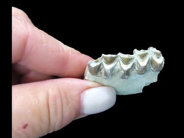 Fossil Tooth/Jaw, Extinct Mammal, Cretaceous Period, 65-66 Million Y/O