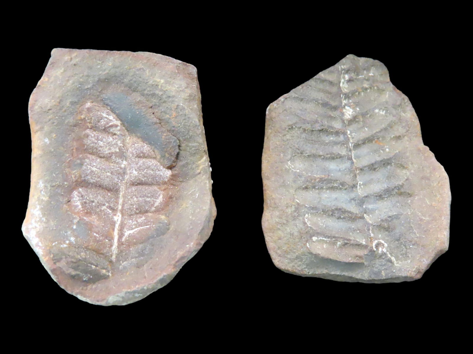 Mason Creek Illinois Fern Fossils: Mason Creek Illinois Fern Fossils