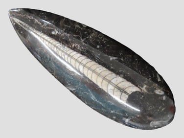 400 Million Year Old Polished Orthoceras Devonian period, Atlas Mountains of Morocco