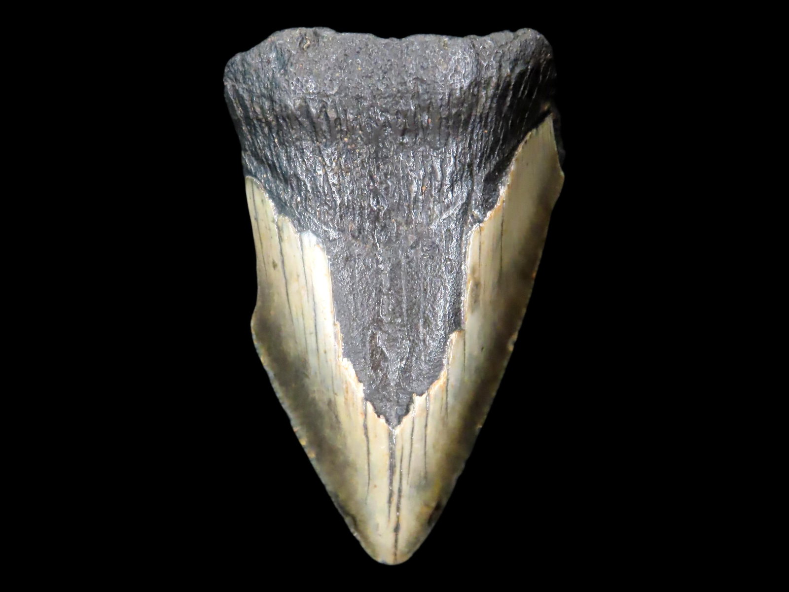 Megalodon Shark Tooth Fossil, South Carolina: Megalodon Shark Tooth Fossil, South Carolina