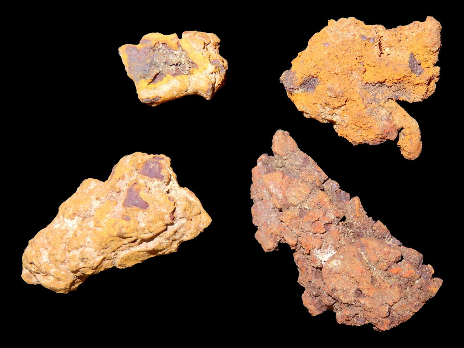 Fossil Dinosaur Poop/Dung: Fossil Dinosaur Poop/Dung