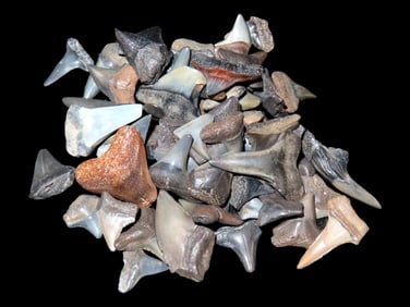 Grouping of Fossil Shark Teeth Found Peace River Arcadia, Florida
