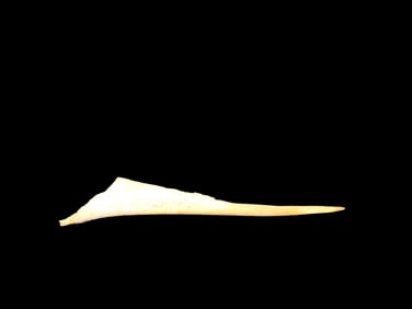 4 1/4' Bone Awl, Central Ohio