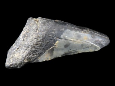 Megalodon Shark, Tooth Fossil, Found in FL