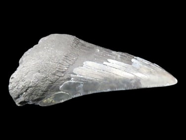 Megalodon Shark Tooth Fossil, South Carolina
