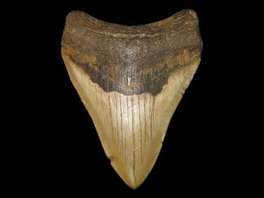 4" Prehistoric Fossilized Megalodon Shark Tooth, Florida