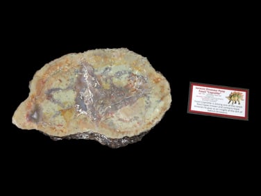 6 1/4" Jurassic Dinosaur Poop Coprolite 156-146 Million Years Old