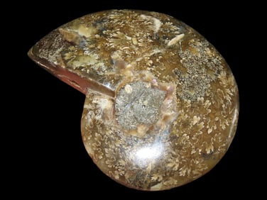 3 3/4", 184 grams, Nicely Polished Dino Era Fossils Ammonite