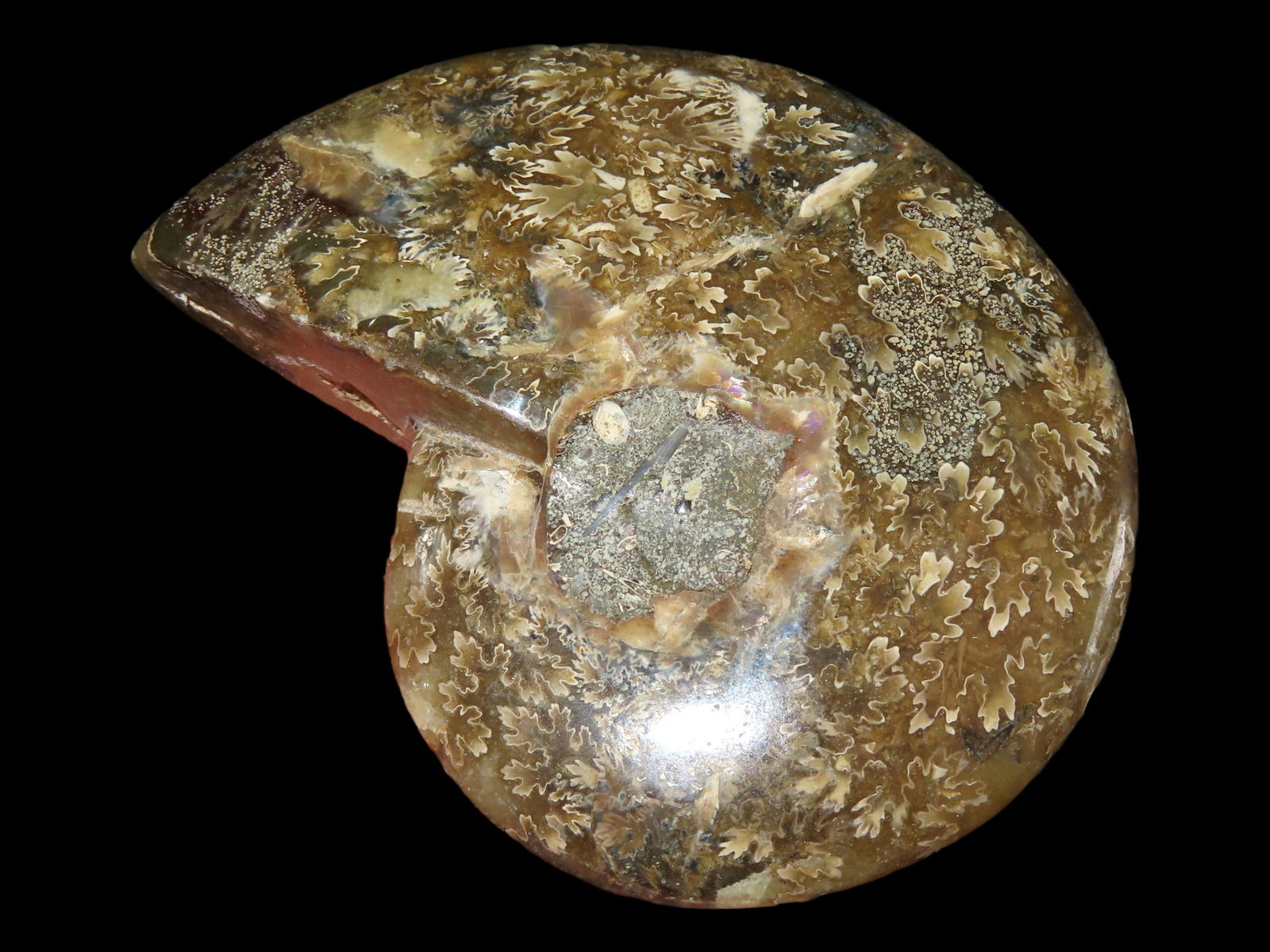 3 3/4", 184 grams, Nicely Polished Dino Era Fossils Ammonite (1 of 4)